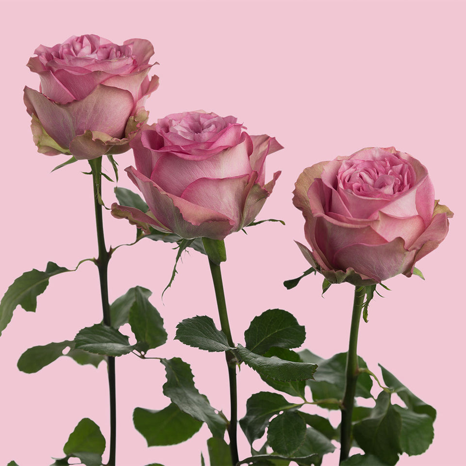 Queens Crown Garden Rose | Sami Sacha Flowers