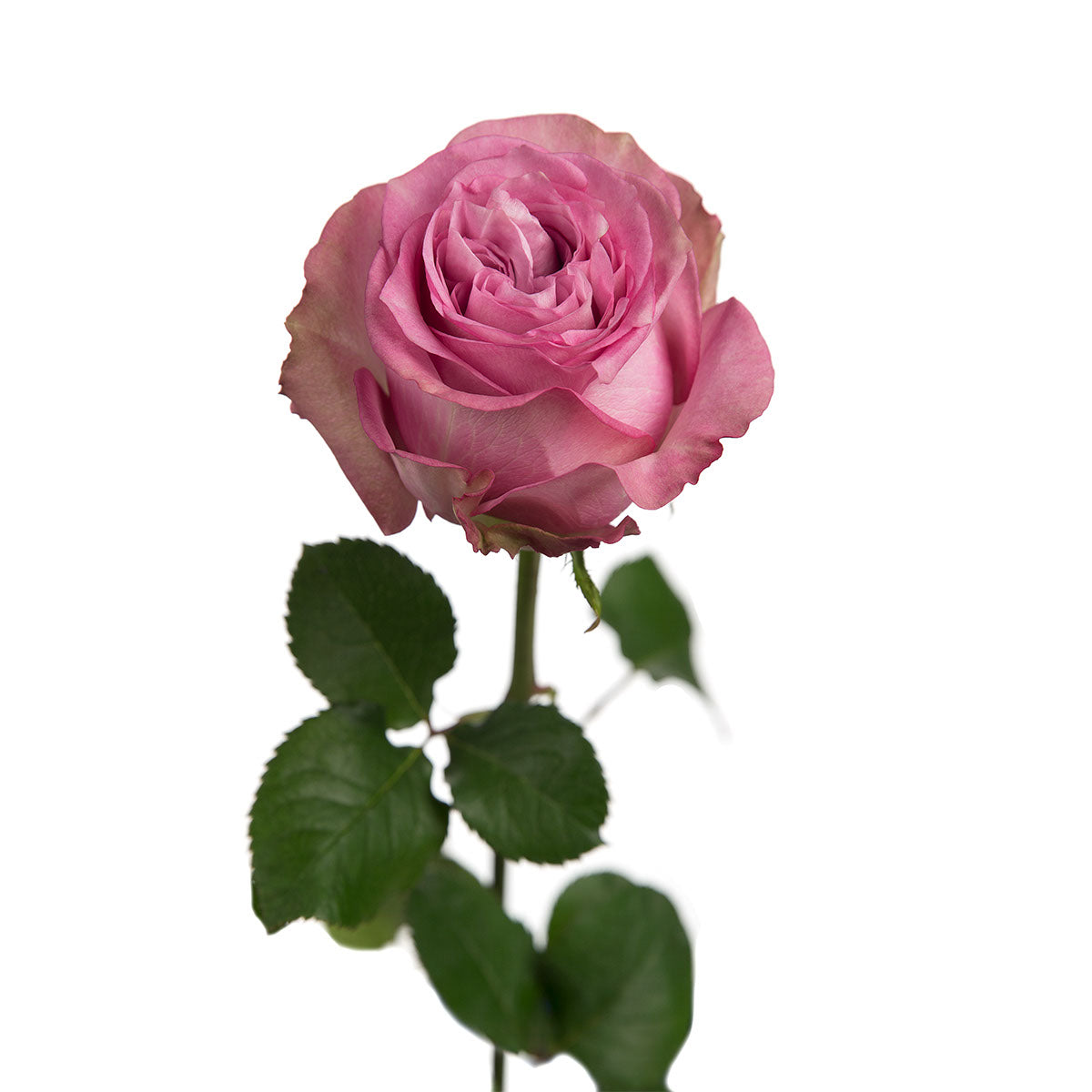 Qs Roses Queens Crown Garden Rose | Sami Sacha Flowers