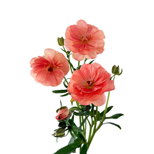 Ranunculus Butterfly Eris