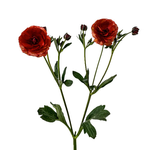Ranunculus Butterfly Red Hades