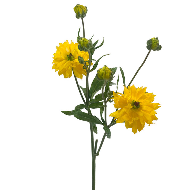 Ranunculus Butterfly Natura Proxima | Sami Sacha Flowers