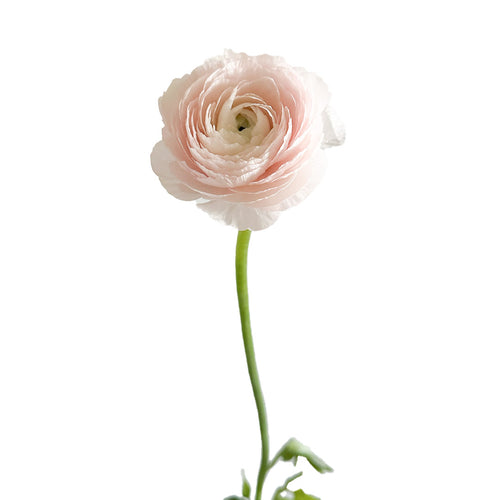 Cloni Favola Ranunculus