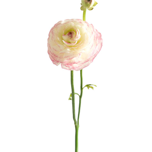 Cloni Felicidade Ranunculus