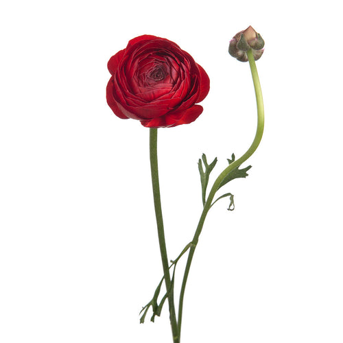 Elegance Red Ranunculus