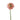 Pon Pon Pink Lemonade Ranunculus