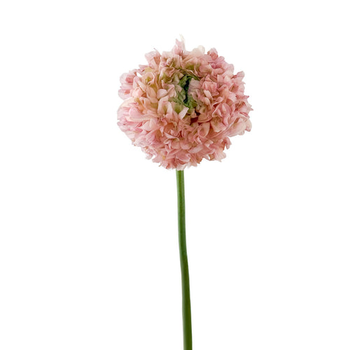 Pon Pon Pink Lemonade Ranunculus