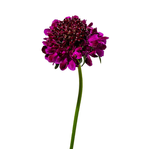 Dark Purple Scabiosa