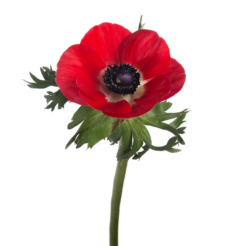 Red Anemones