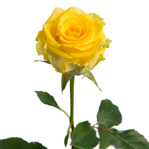 Regata Rose