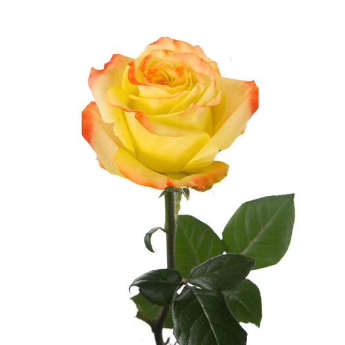 Rise N Sun Rose