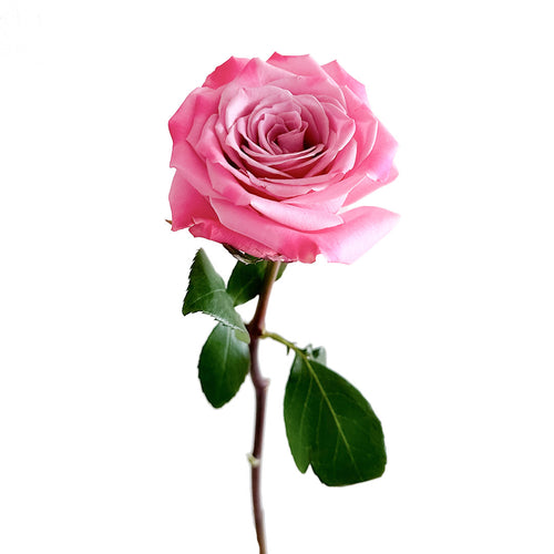 Babaloo Rose