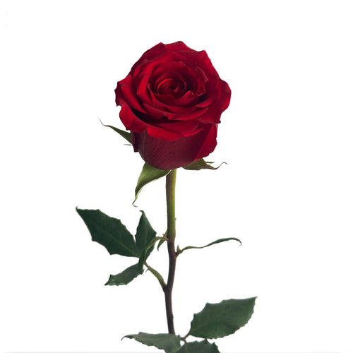 Born Free Rose