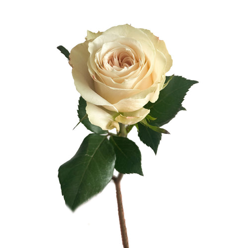 Champagnier Rose