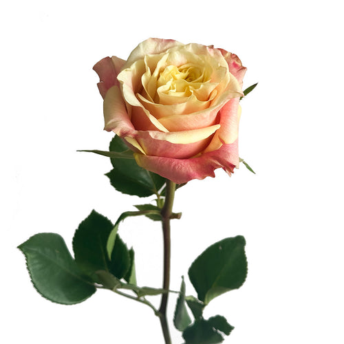 Wild Crown Garden Rose