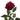 Royal Explorer Rose