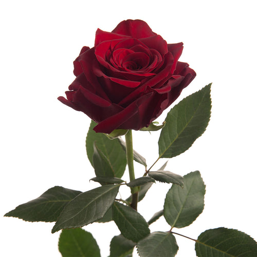 Royal Explorer Rose
