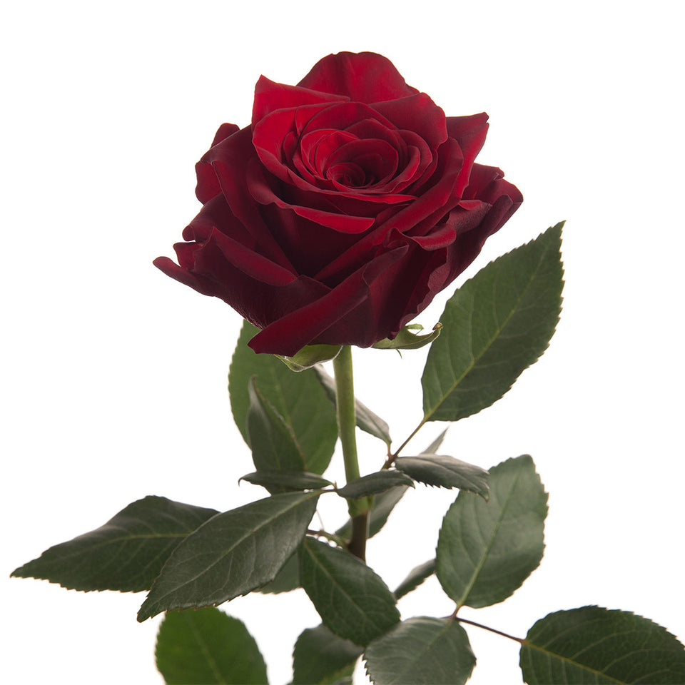 Royal Explorer Rose | Sami Sacha Flowers