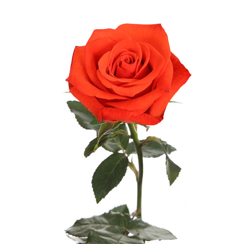 Santana Rose