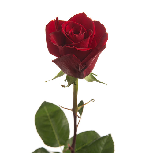 Scarlatta Rose