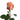 Sevilla Peach Rose