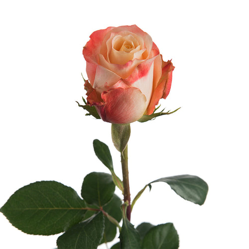 Sevilla Peach Rose