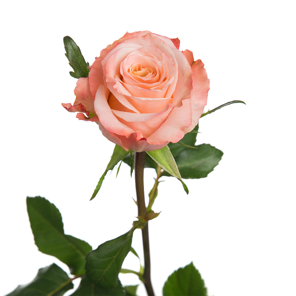 Shimmer Rose | Sami Sacha Flowers