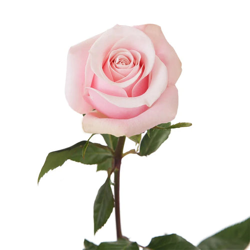 Light Pink Roses