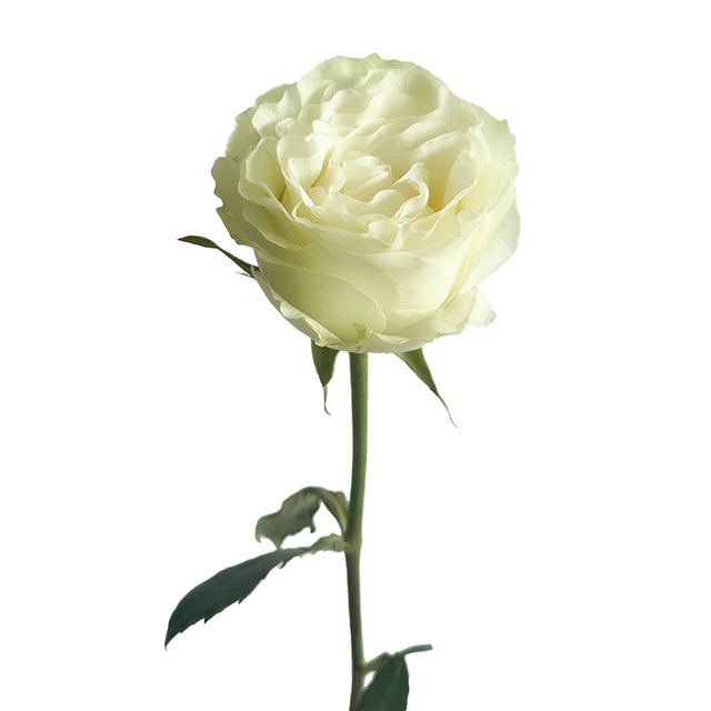 Siente Garden Rose | Sami Sacha Flowers