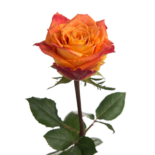 Silantoi Rose
