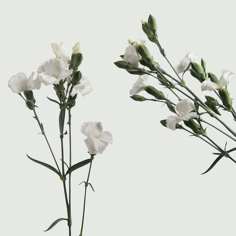 Solomio | Sami Sacha Flowers