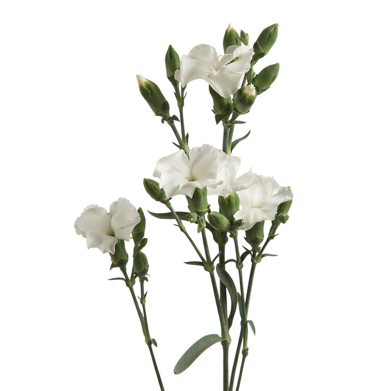 Solomio | Sami Sacha Flowers