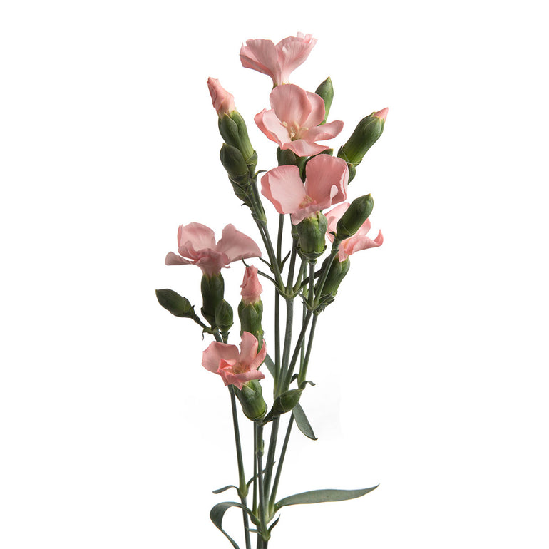 Solomio | Sami Sacha Flowers