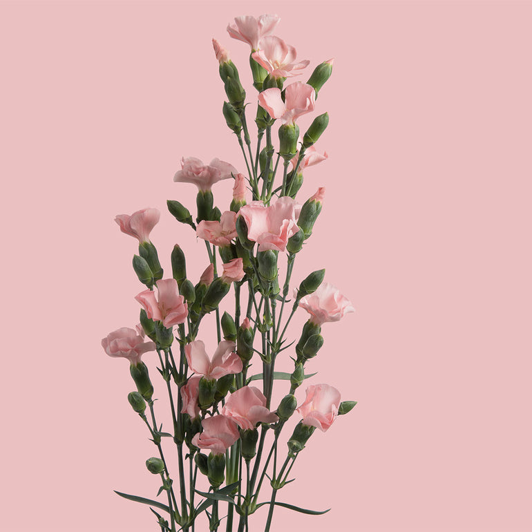 Solomio | Sami Sacha Flowers