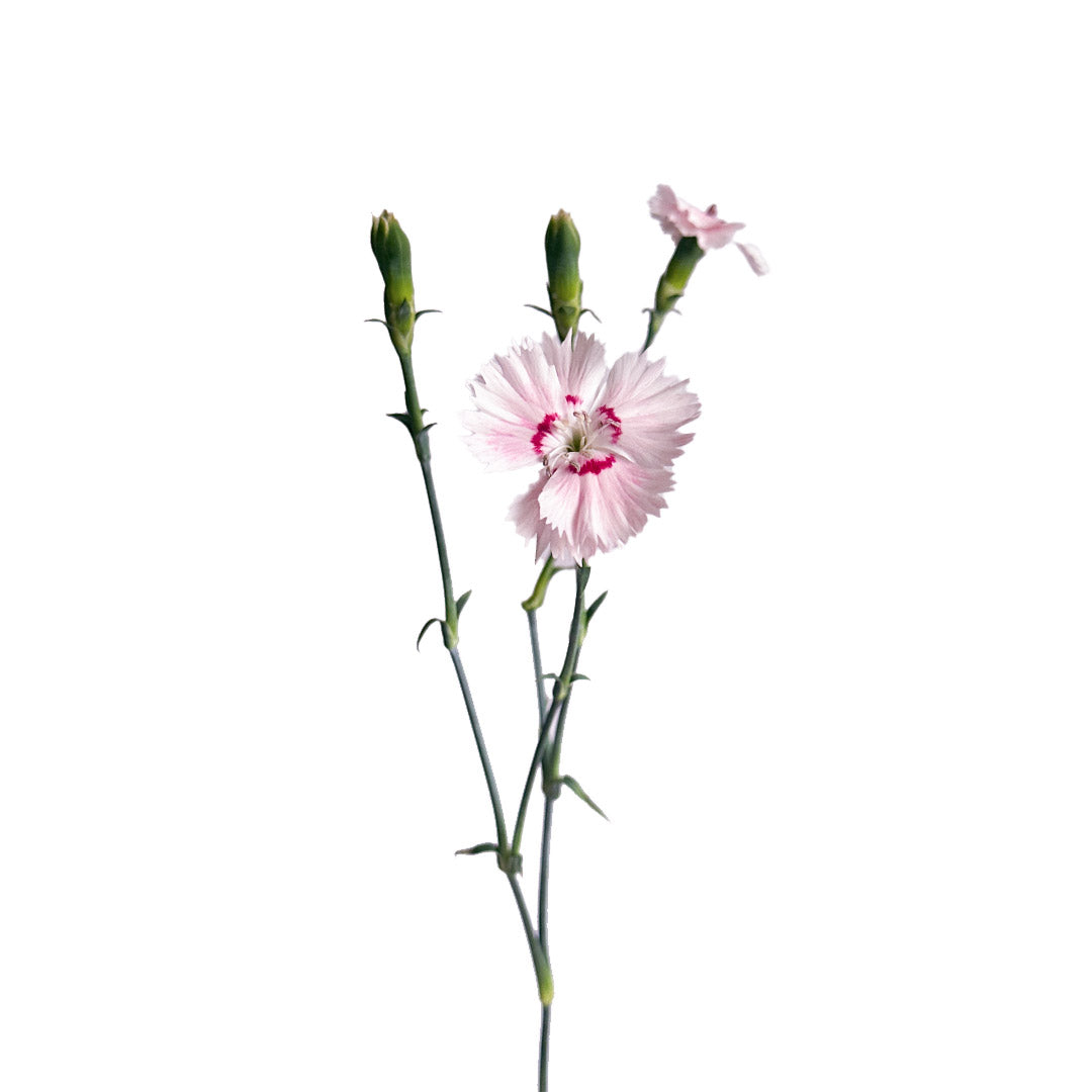 Solomio | Sami Sacha Flowers