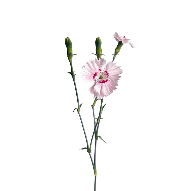 Solomio | Sami Sacha Flowers