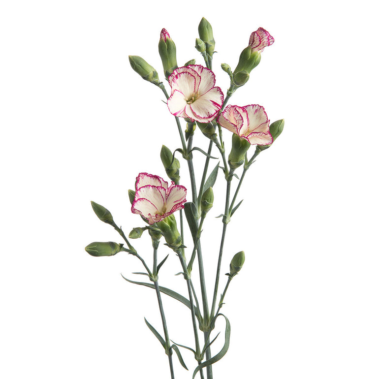 Solomio | Sami Sacha Flowers