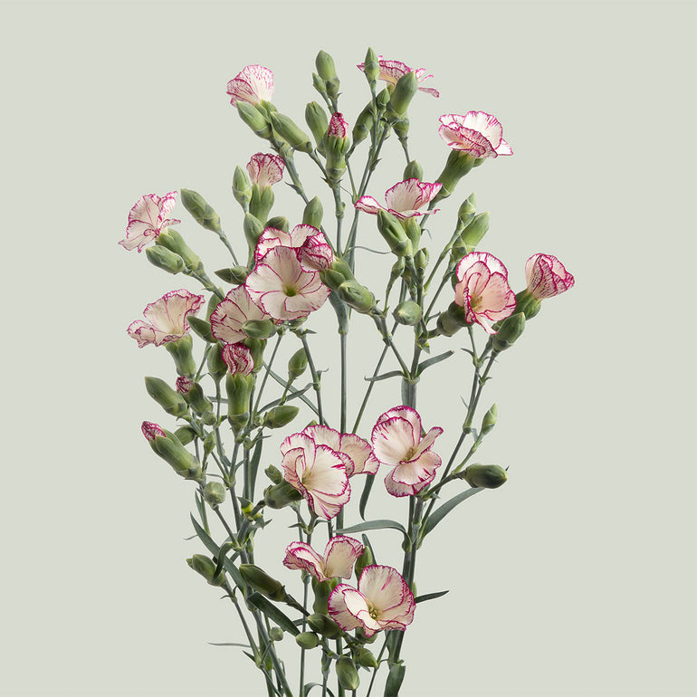 Solomio | Sami Sacha Flowers