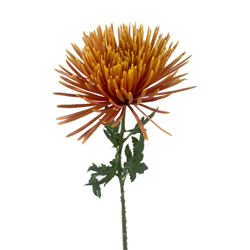 Terra Spider Mums