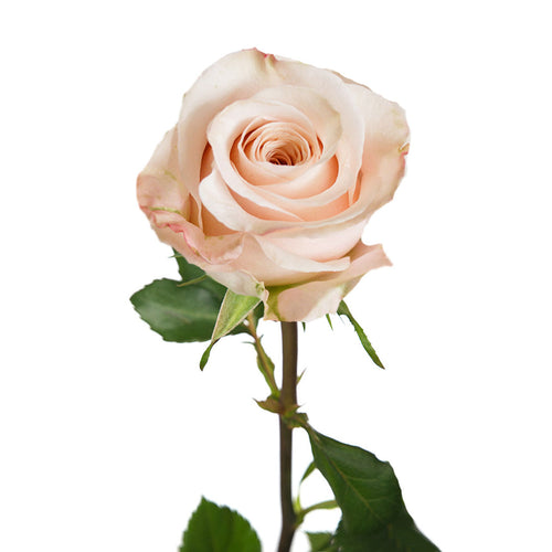 Sprit Rose