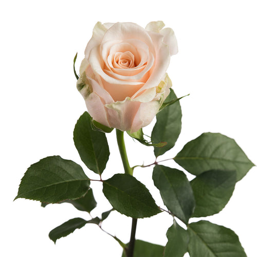 Suspiro Rose