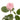 Sweet 4 Love Rose