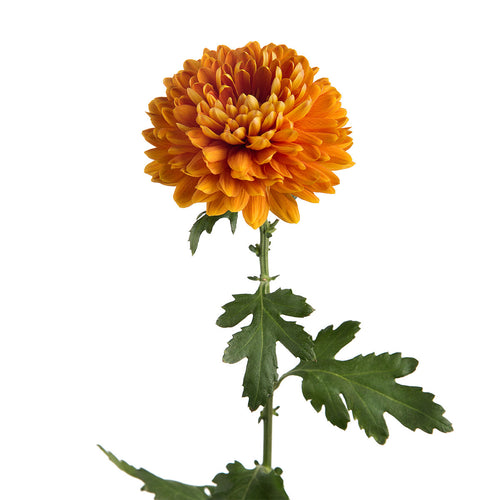 Bronze Mums