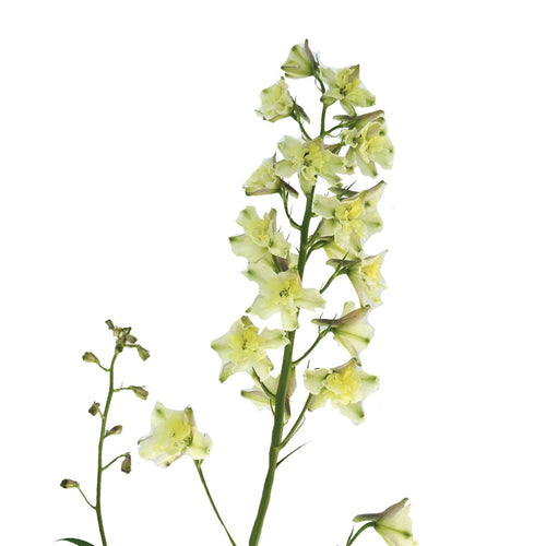 Delphinium Trick Yellow