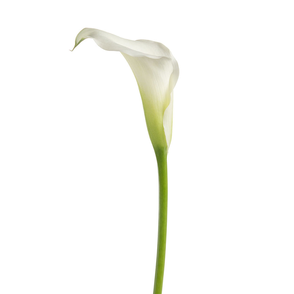 White Mini Callas | Sami Sacha Flowers
