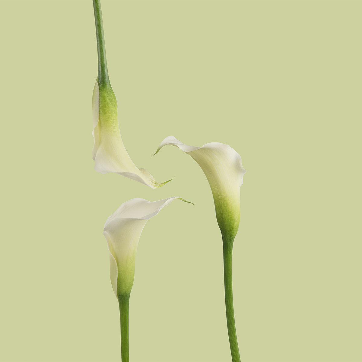 White Mini Callas | Sami Sacha Flowers