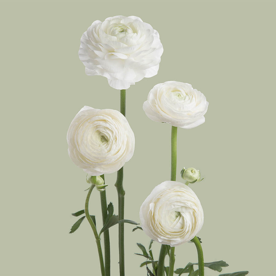 Elegance White Ranunculus