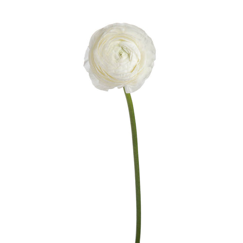 Elegance White Ranunculus