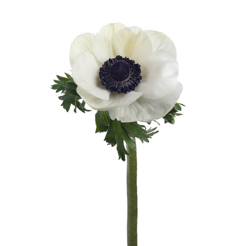White Anemones