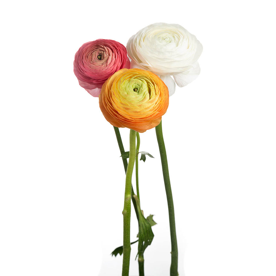 Assorted Ranunculus | Sami Sacha Flowers