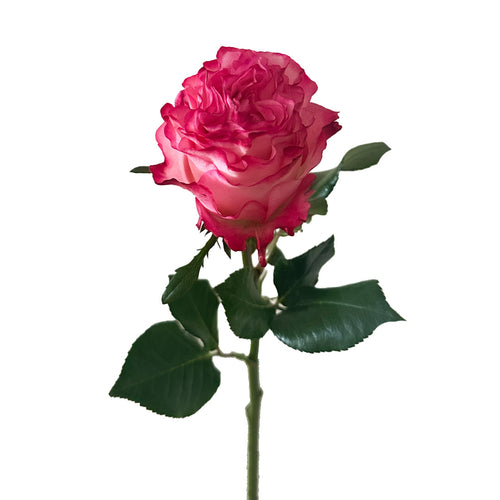 Engagement Garden Rose